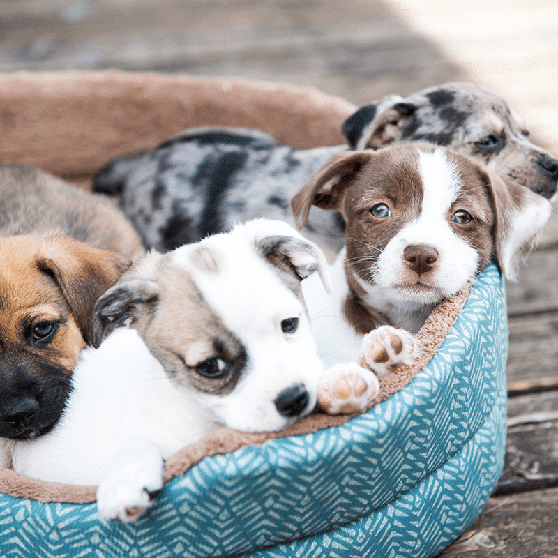 (AI) Artificial Insemination Only $100 - Book Now