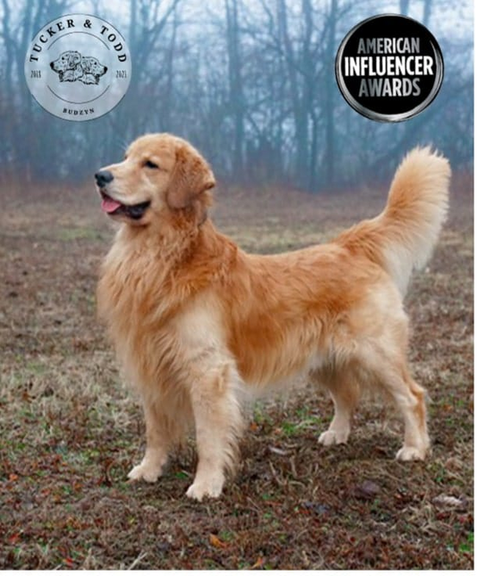 TUCKER'S GOLD 1000MG - #1 Vet Recommended
