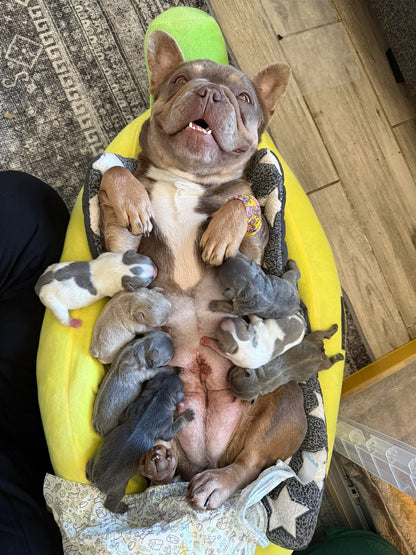 Plush Banana Pet Bed - Multiple Sizes